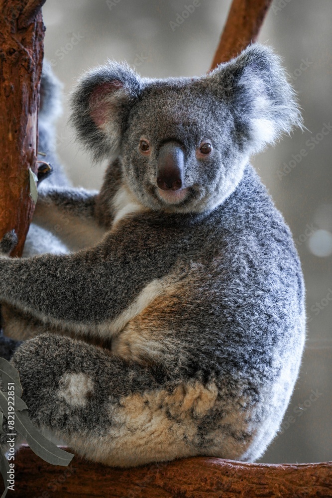Fototapeta premium Vertical closeup shot of a cute koala bear on a tree branch