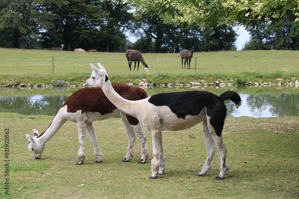 Group of llamas grazing in a grassy field near a body of water Group of llamas grazing in a grassy field near a body of water