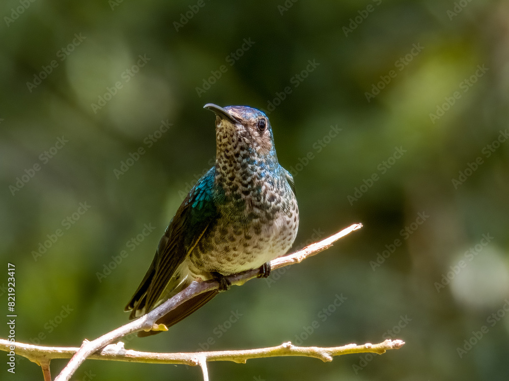 White-necked Jacobin Florisuga mellivora in Costa Rica White-necked Jacobin Florisuga mellivora in Costa Rica