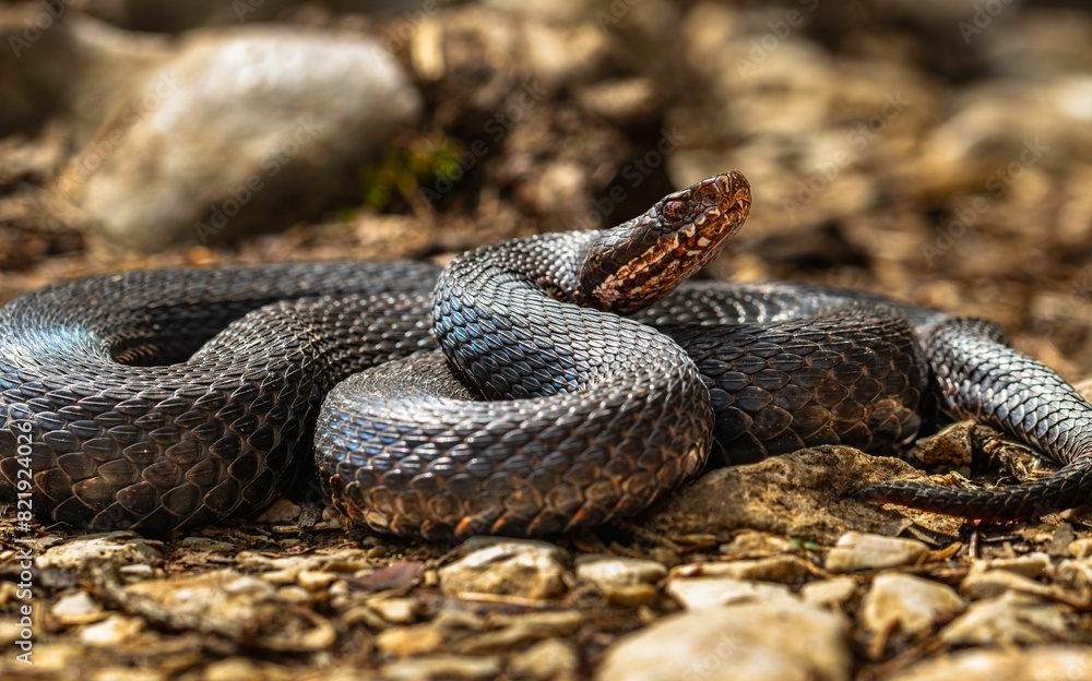 Closeup of a coiled snake atop a cluster of grey rocks Closeup of a coiled snake atop a cluster of grey rocks