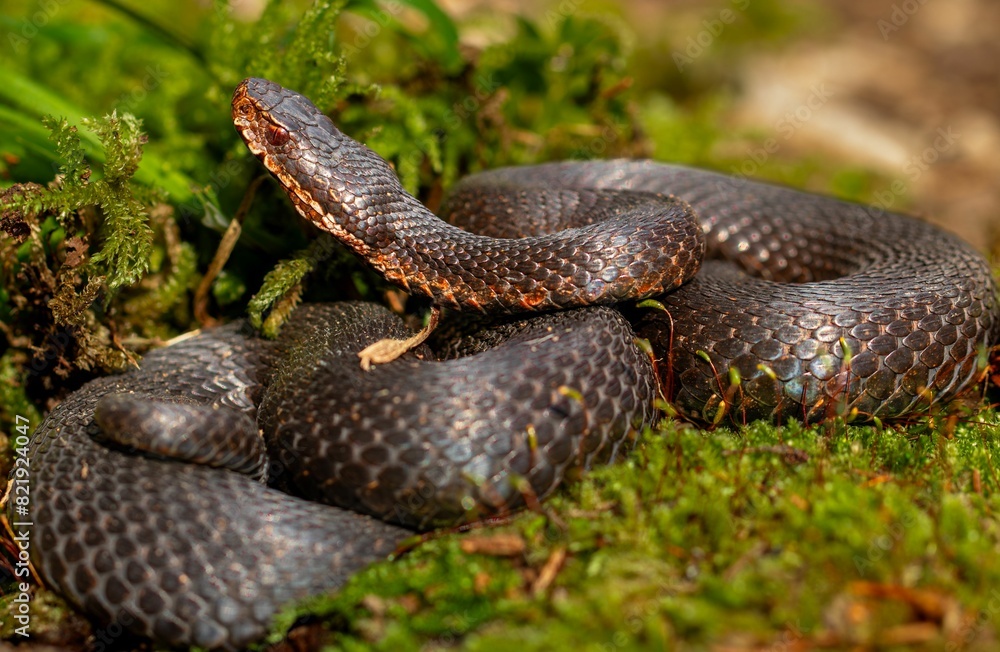 Closeup of a snake coiled and resting atop a bed of lush moss in a natural setting Closeup of a snake coiled and resting atop a bed of lush moss in a natural setting