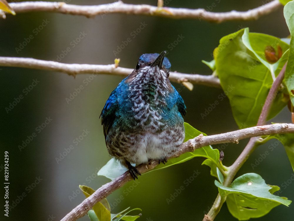 Obraz premium White-necked Jacobin Florisuga mellivora in Costa Rica