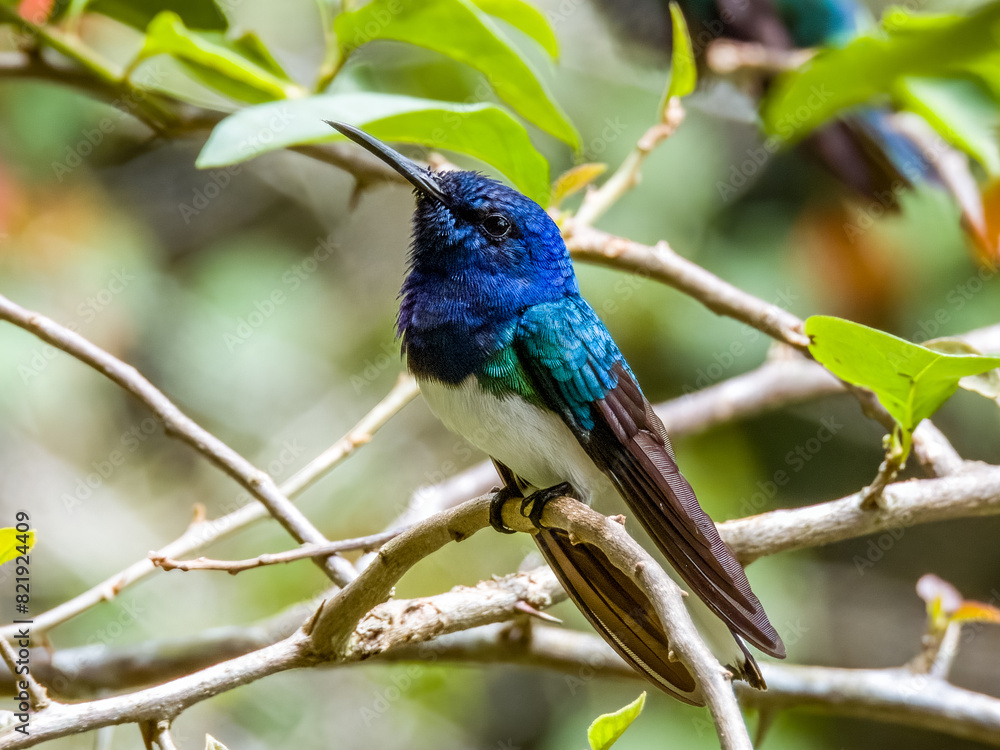 White-necked Jacobin Florisuga mellivora in Costa Rica White-necked Jacobin Florisuga mellivora in Costa Rica