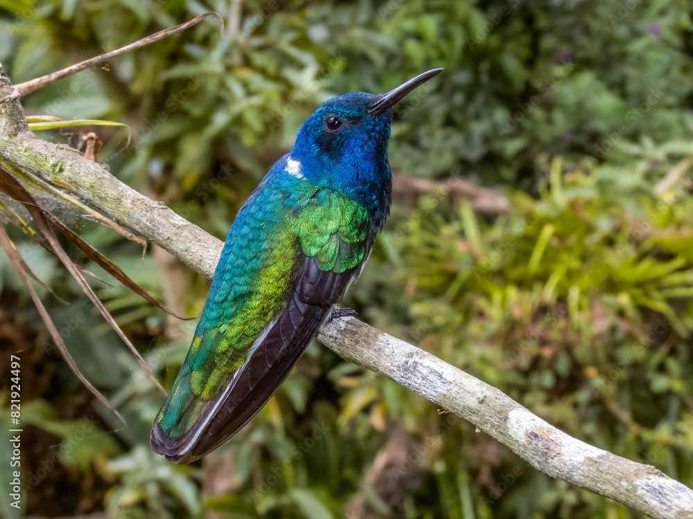 White-necked Jacobin Florisuga mellivora in Costa Rica White-necked Jacobin Florisuga mellivora in Costa Rica