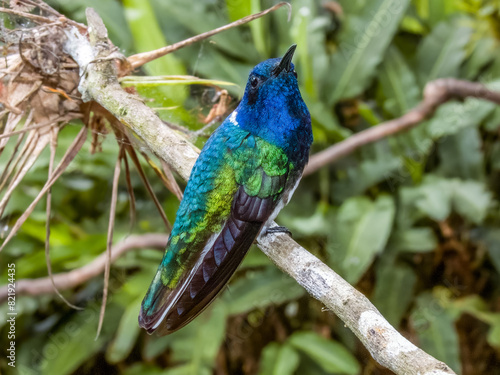 White-necked Jacobin Florisuga mellivora in Costa Rica