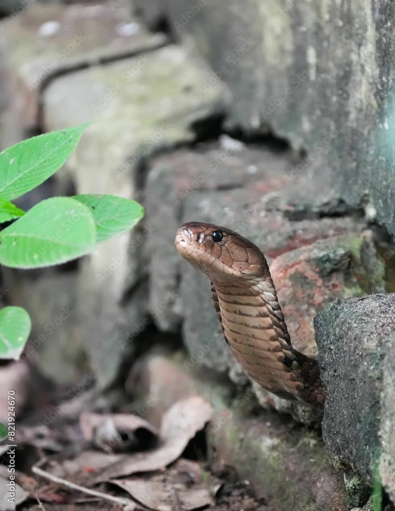 Fototapeta premium Close-up shot of a King cobra, coiled up and resting against a rock
