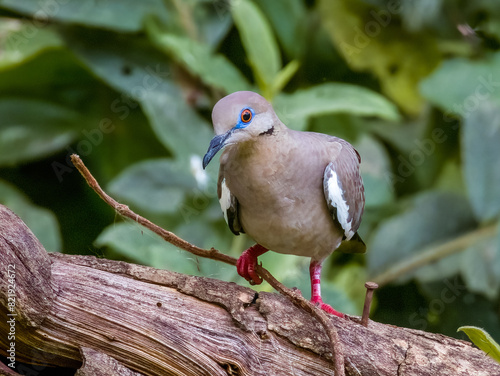 White-winged Dove in Costa Rica