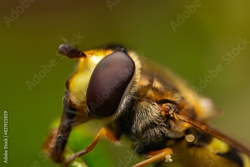 Detailed close-up macro of a Ladder Backed Hover Fly sucking nectar from a plant lief. Melanostoma scalare photo