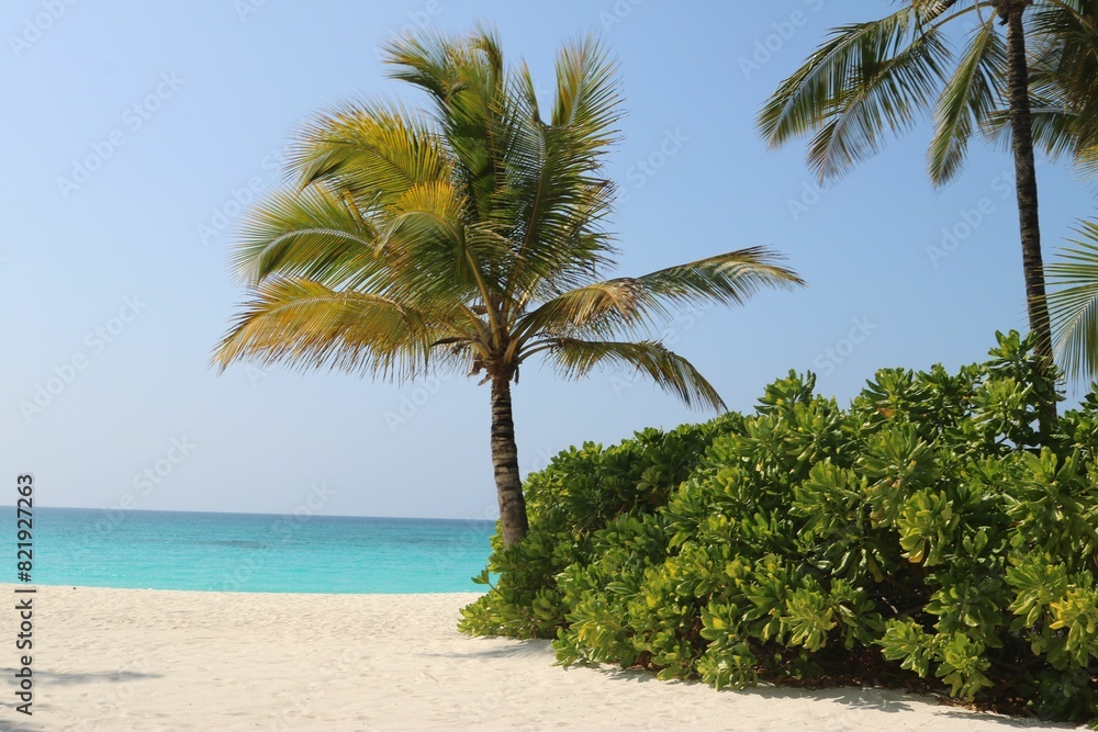 Fototapeta premium Scenic view of a tropical beach featuring lush palm trees and vegetation near the edge of the water.
