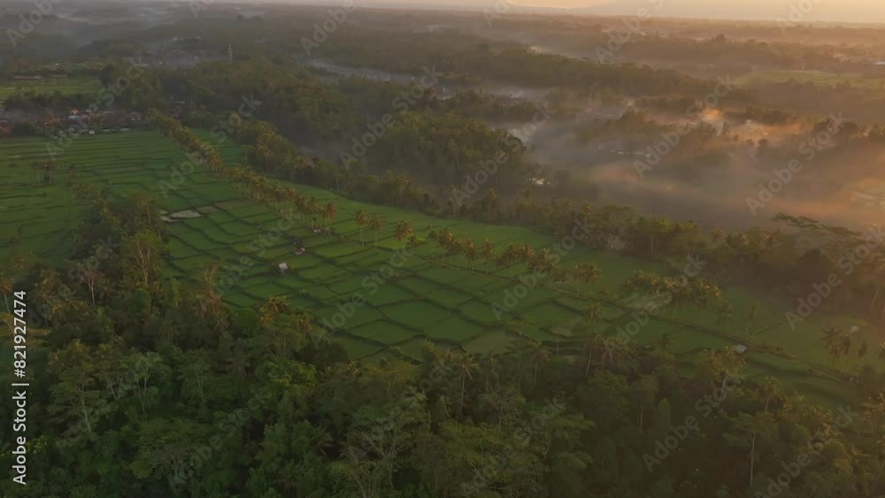 Aerial view of lush rice terrace and palm trees in sunrise fog, Mancingan, Ubud, Bali, Indonesia. Aerial view of lush rice terrace and palm trees in sunrise fog, Mancingan, Ubud, Bali, Indonesia.