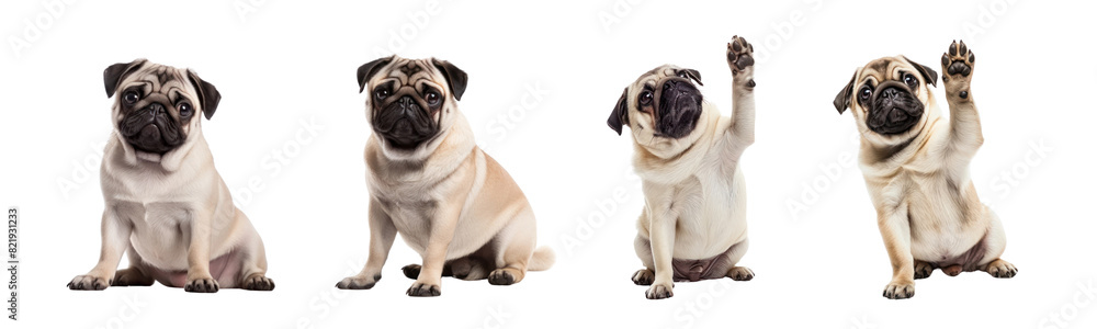 Fototapeta premium Cute animal png element set on transparent background