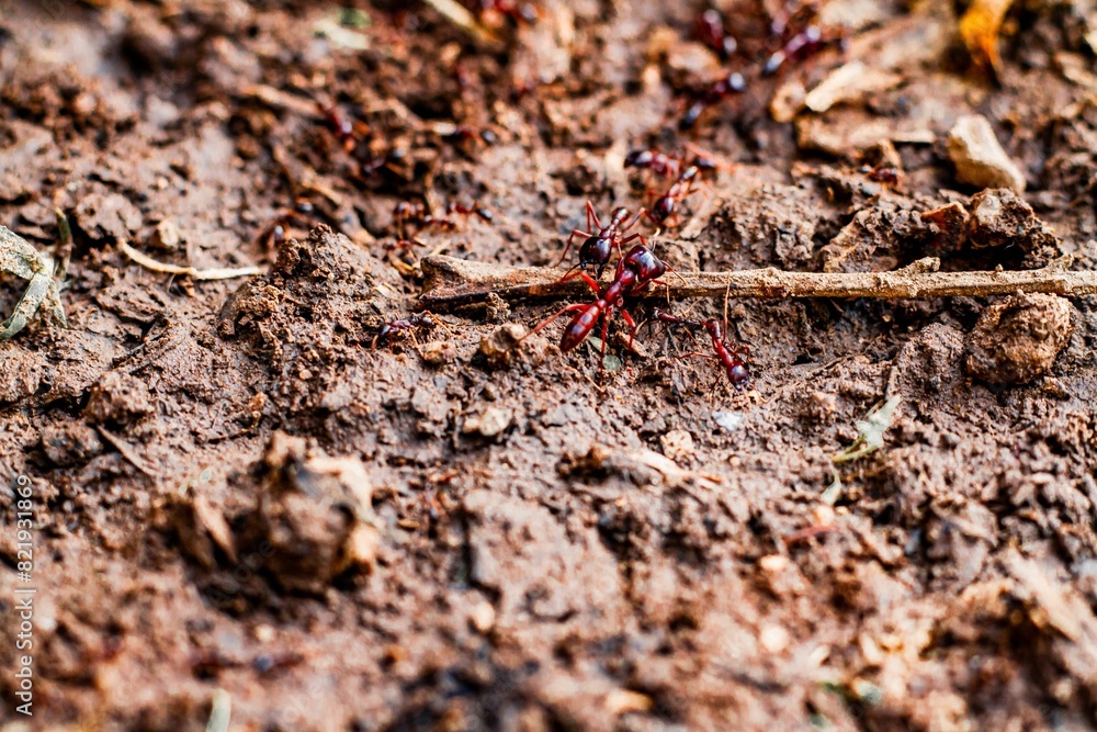 Macro image of a group of safari ants (Siambus) from Arusha, Tanzania Macro image of a group of safari ants (Siambus) from Arusha, Tanzania