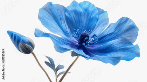 Fototapeta Naklejka Na Ścianę i Meble -  Blue flower isolated on white background
