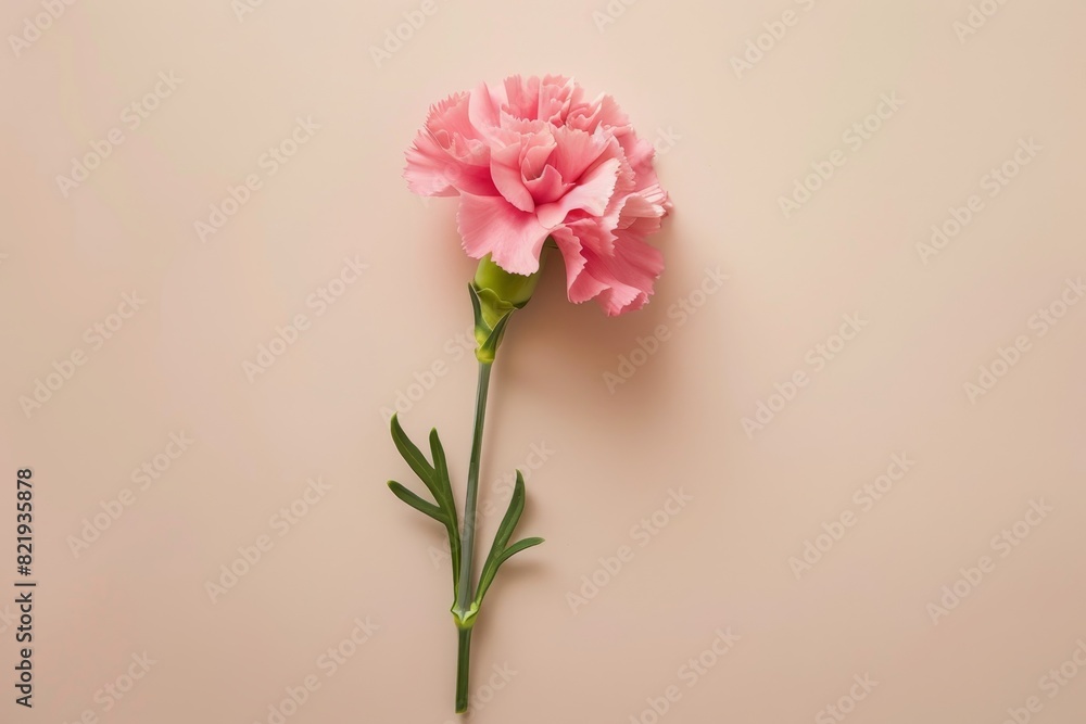 Close-up of a beautiful pink carnation flower Close-up of a beautiful pink carnation flower
