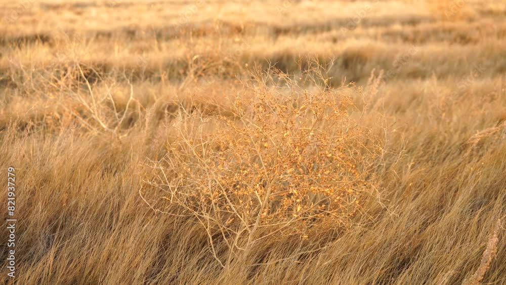 Yellow field of dry grass field, for background Yellow field of dry grass field, for background