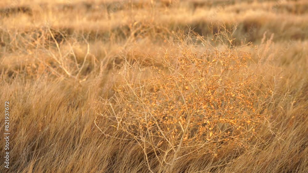 Field of dry Yellow grass field background with sunlight Field of dry Yellow grass field background with sunlight