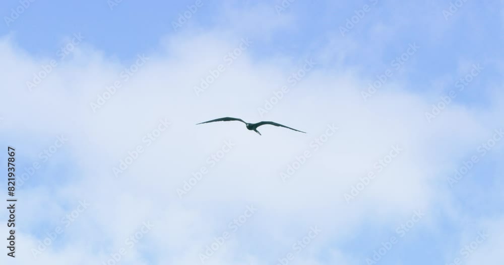 Slow motion of a Frigatebird flying against semi cloudy sky. Slow motion of a Frigatebird flying against semi cloudy sky.