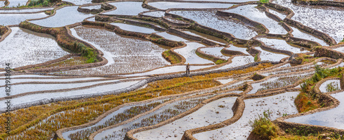 Panorama of a landscape with the historic rice terraces in autumn in Yuanyang, Yunnan province China
 photo