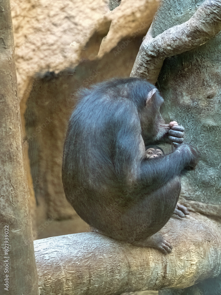 A female Western Chimpanzee, Pan troglodytes verus, with a small cub in her arms