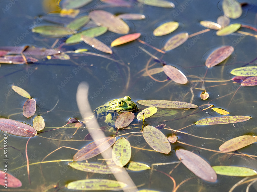 Edible frog, Pelophylax esculentus, males seek out females during courtship