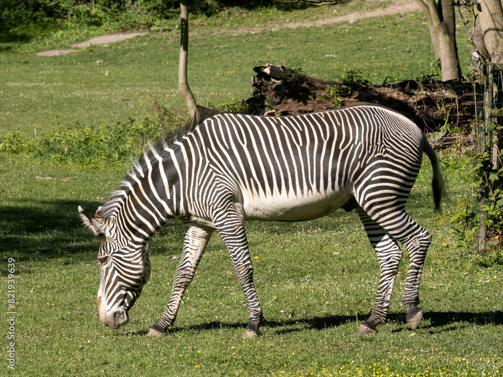Grevy's zebra, Equus grevyi, grazing on spring green grass