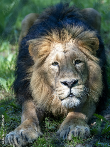 Obraz na płótnie An Asiatic lion, Panthera leo goojratensis, lies on the ground and stares at the photographer w salonie