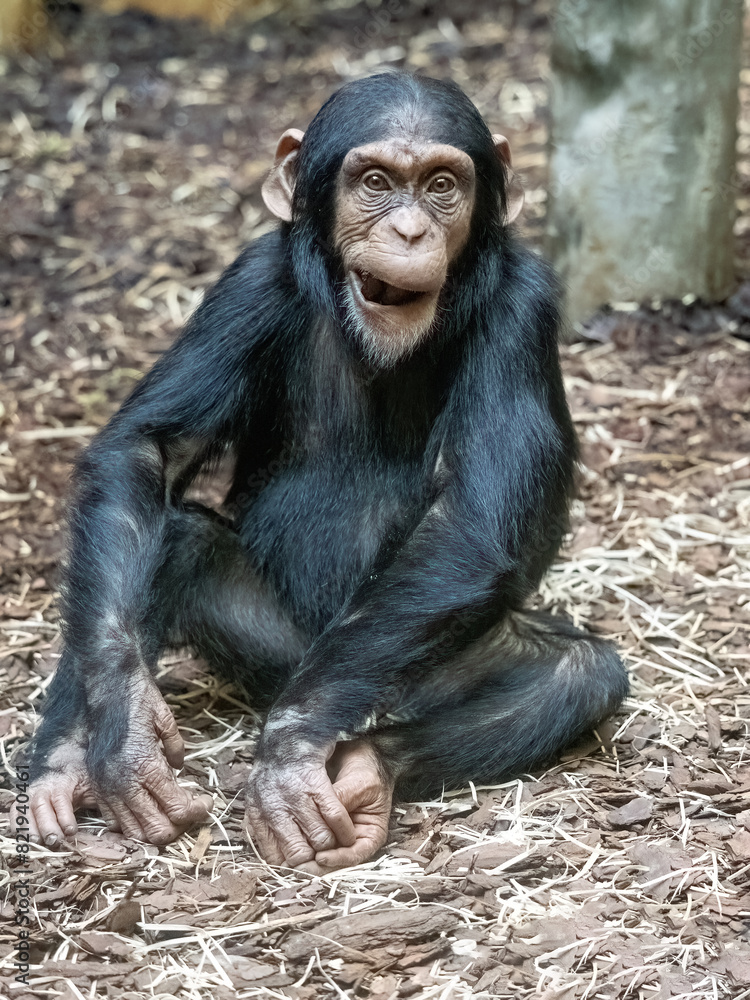 Subadult male Western Chimpanzee, sitting on the ground and grimacing Subadult male Western Chimpanzee, sitting on the ground and grimacing