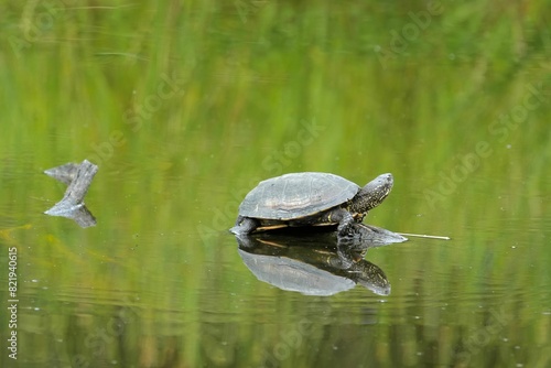 there is a turtle that is standing in the water, and it's reflection