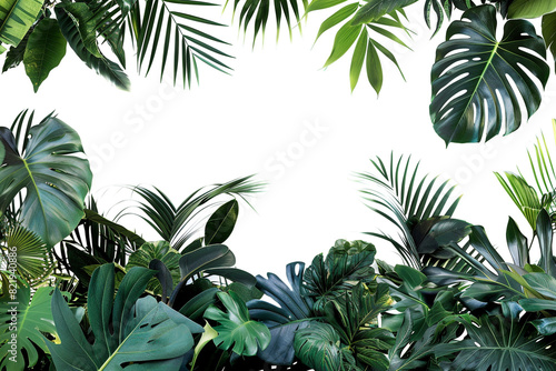 Tropical leaves foliage plant jungle bush floral arrangement nature backdrop isolated on white background 