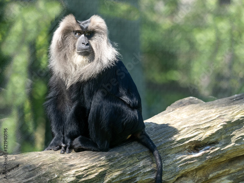 Obraz na płótnie Lion tailed Macaque, Macaca silenus, sits on a trunk and observes the surroundings w salonie