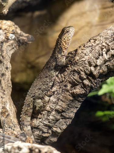 Obraz na płótnie Vietnamese Crocodile Lizard, Shinisaurus crocodilurus vietnamensis, lies on a branch and observes the surroundings w salonie