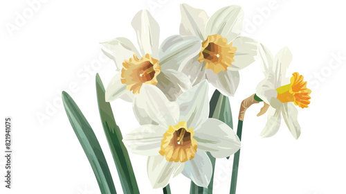 Beautiful narcissus flower on white background closeu