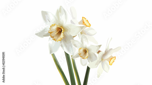Beautiful narcissus flower on white background closeu