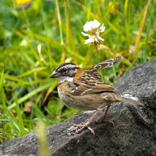 Closeup shot of a rufous-collared sparrow, Zonotrichia capensis © Wirestock