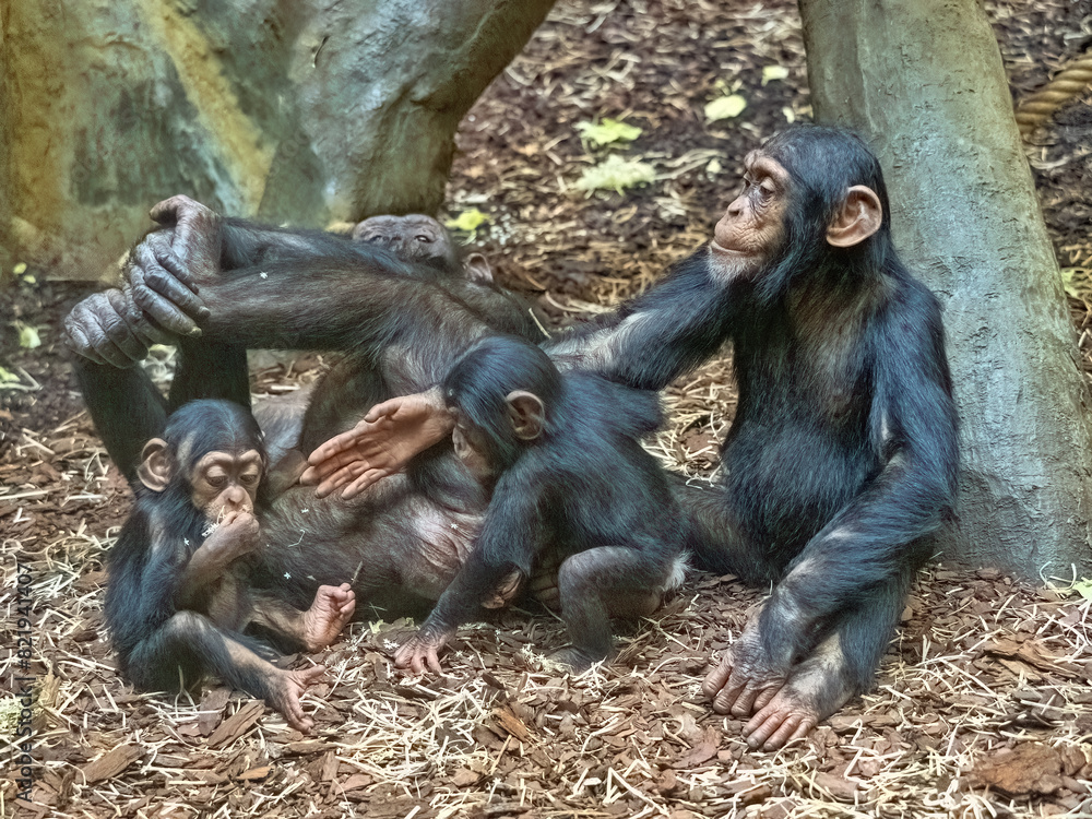Juvenile Western Chimpanzee, Pan troglodytes verus, cavort happily around a lying female