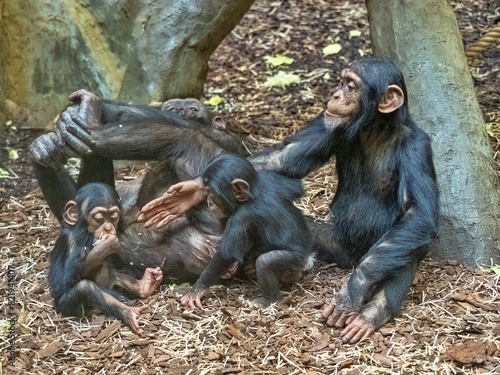 Obraz na płótnie Juvenile Western Chimpanzee, Pan troglodytes verus, cavort happily around a lying female w salonie