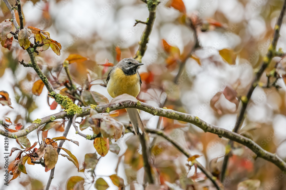 Grey Wagtail (Motacilla cinerea) perched on a tree branch. UK Grey Wagtail (Motacilla cinerea) perched on a tree branch. UK