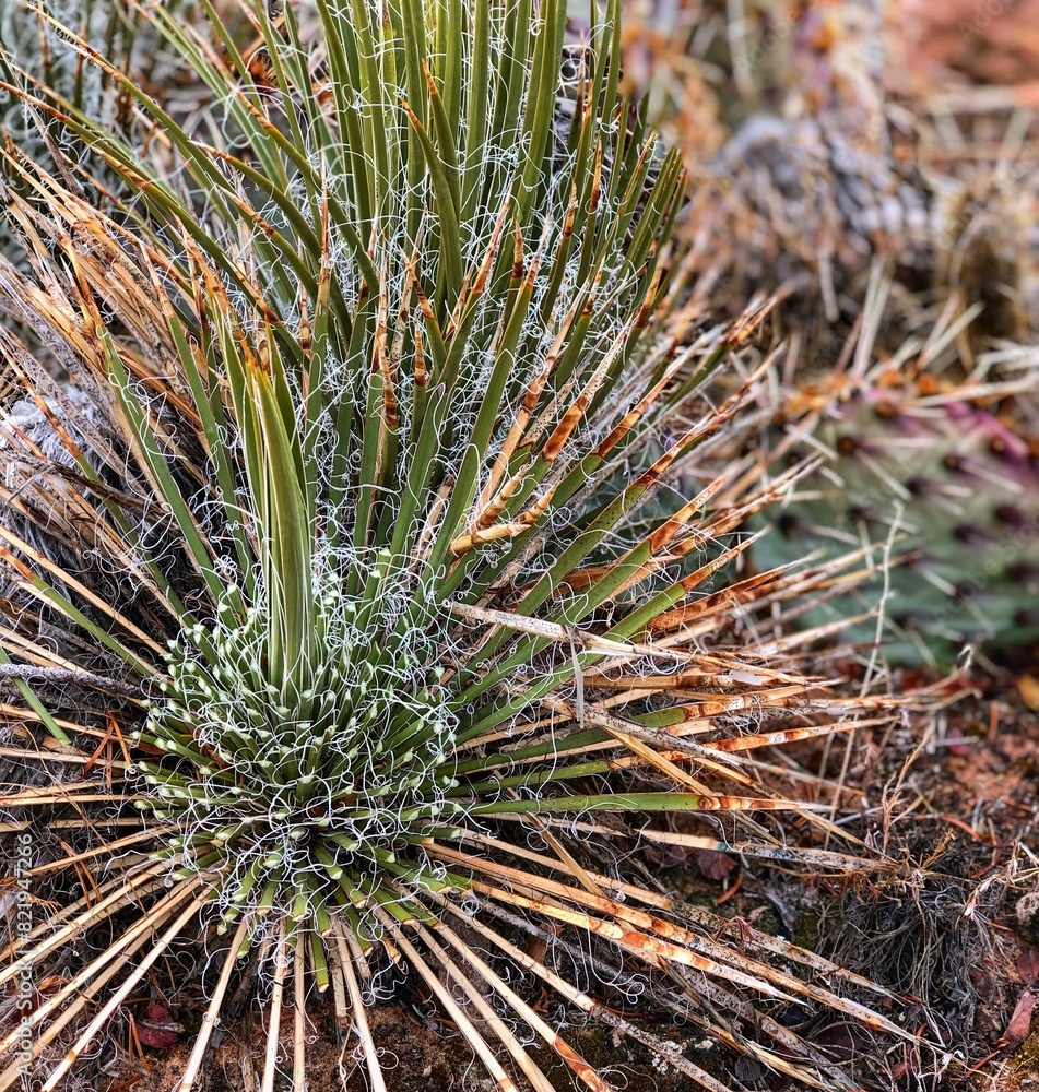 Close-up of a Agave geminiflora (Twin-flowered Agave) Close-up of a Agave geminiflora (Twin-flowered Agave)