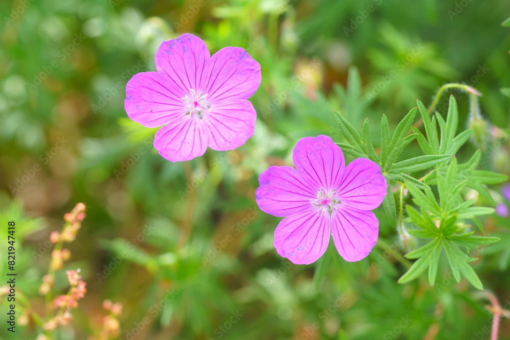 Fototapeta premium アケボノフウロ (ゲラニウム)