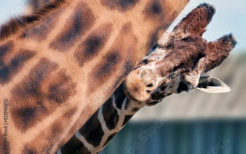 Canvas Print Closeup shot of a baby giraffe peeking out from behind another giraffe