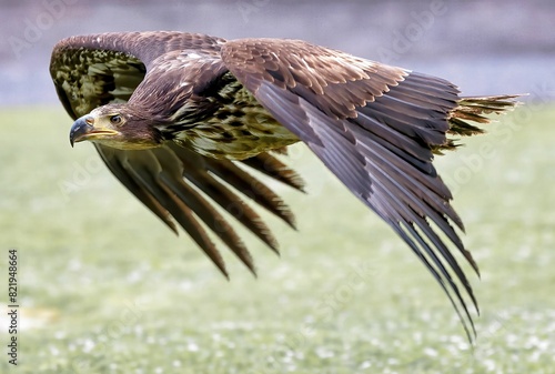 Majestic brown falcon soaring over a lush field of grass