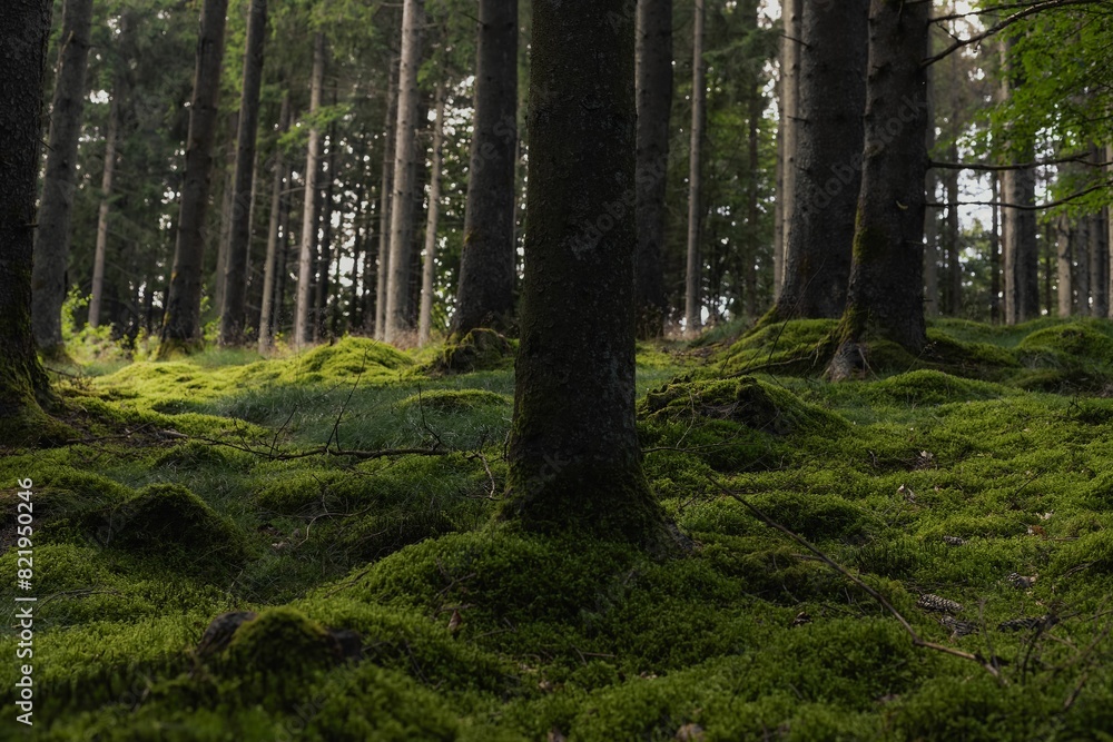 Obraz premium Scenic view of a lush green forest