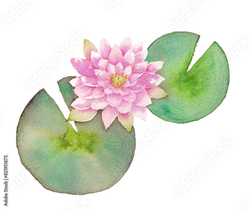 水彩で描いた睡蓮の花と葉