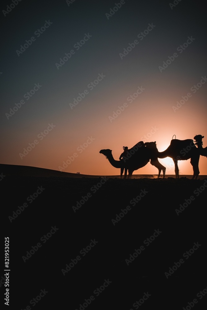 Camels against the backdrop of the sunset sky Camels against the backdrop of the sunset sky