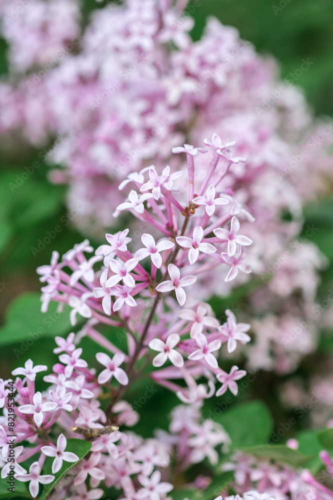 Detailed view of a cluster of vibrant purple flowers in bloom Detailed view of a cluster of vibrant purple flowers in bloom