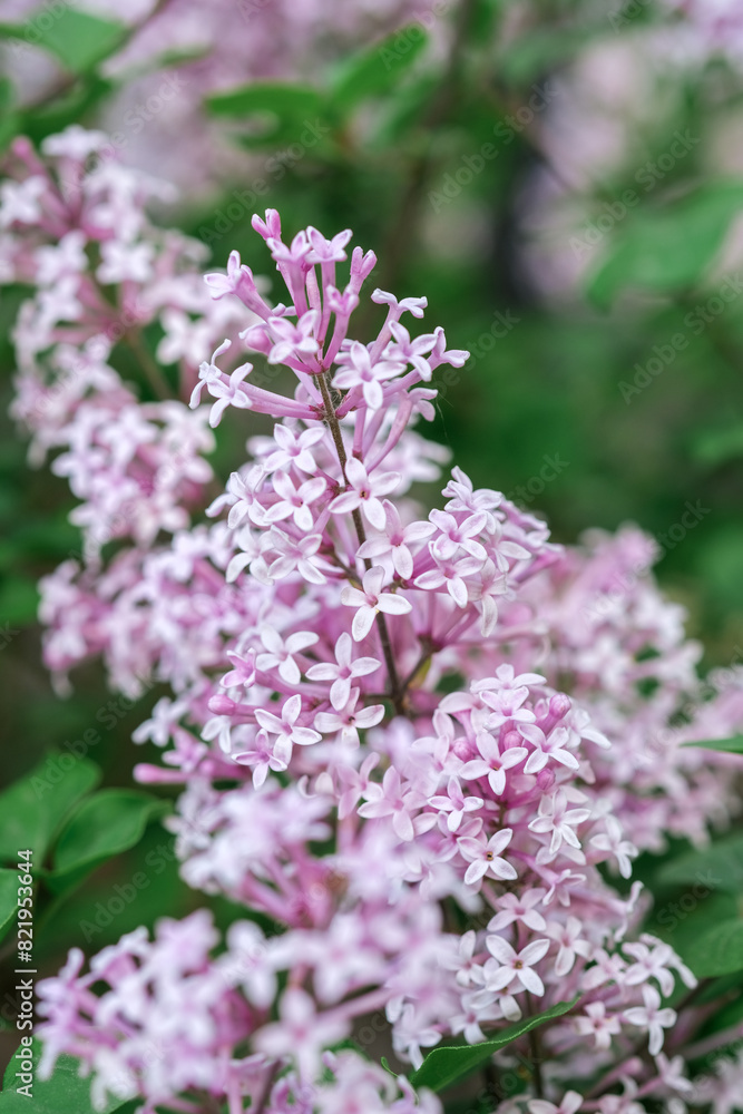 A close-up view of a cluster of vibrant purple flowers blooming in a garden