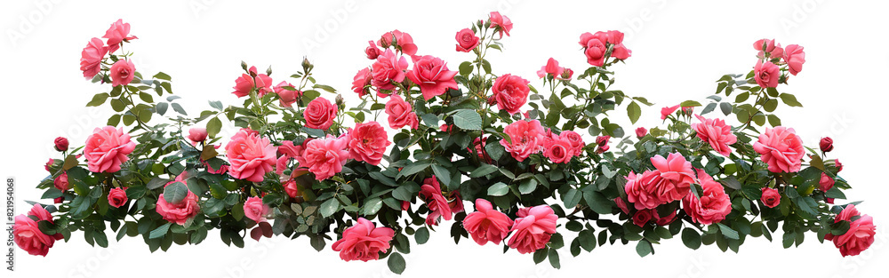 Beautiful pink roses with lush green leaves, cut out Beautiful pink roses with lush green leaves, cut out