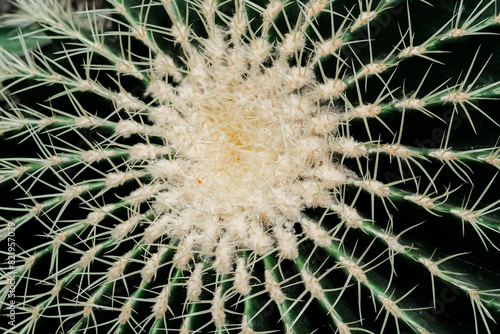 A detailed close-up of a cactus plant  showcasing its thorns  texture  and intricate patterns