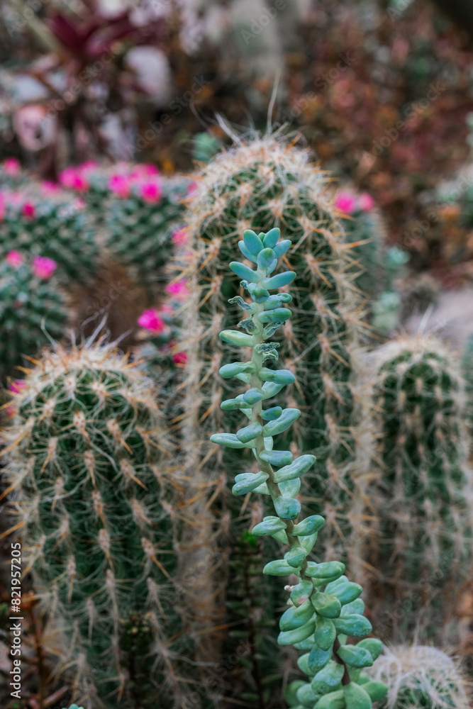 A cluster of various cactus plants growing together in a garden, showcasing the diversity of shapes and sizes of these desert plants A cluster of various cactus plants growing together in a garden, showcasing the diversity of shapes and sizes of these desert plants