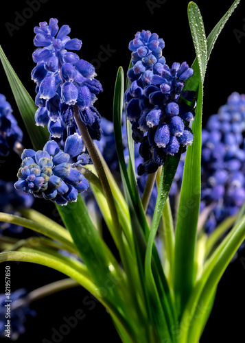 Blooming Muscari Alida flowers on a black background photo